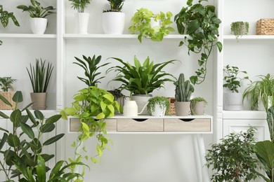 Photo of Green potted houseplants on table and shelves near white wall