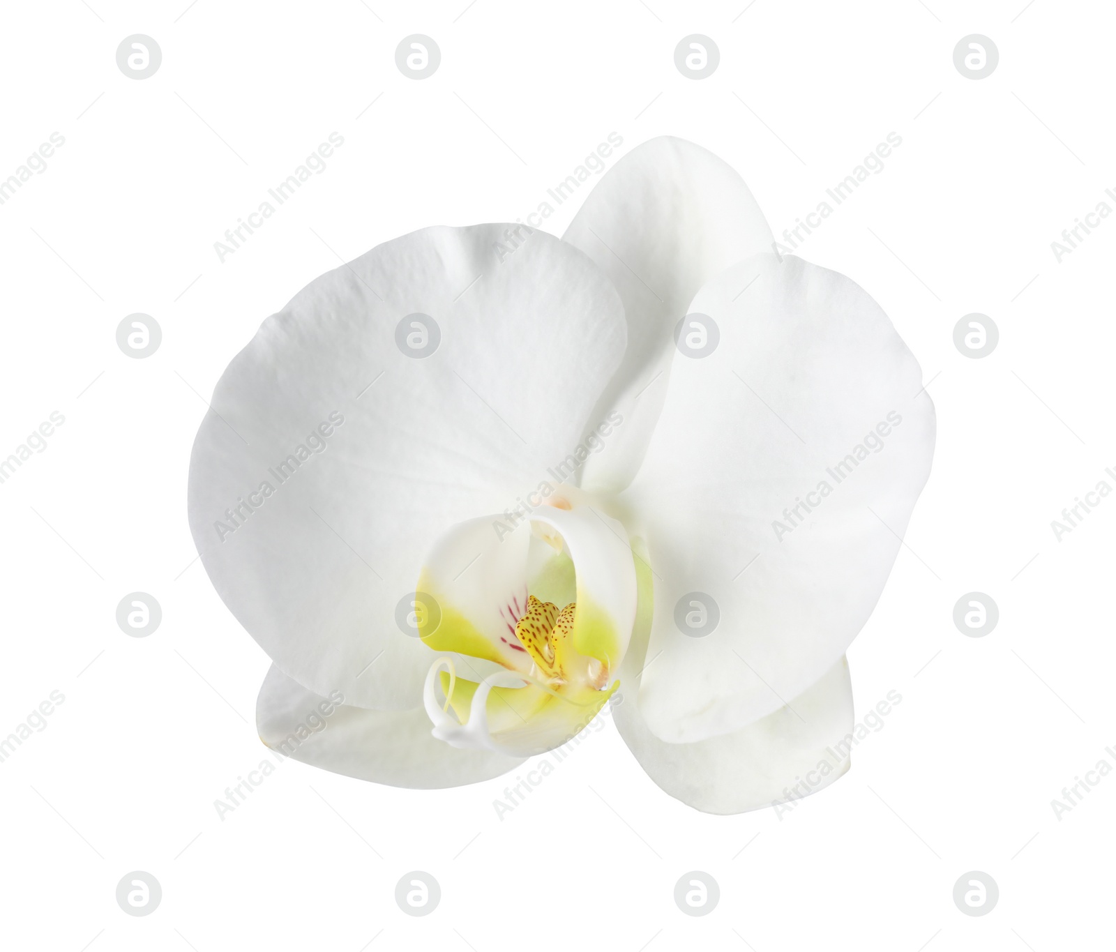 Photo of One beautiful orchid flower isolated on white