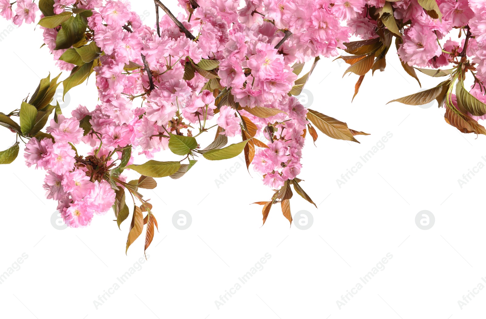 Image of Beautiful sakura tree branches with delicate pink flowers on white background