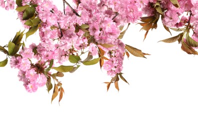 Beautiful sakura tree branches with delicate pink flowers on white background