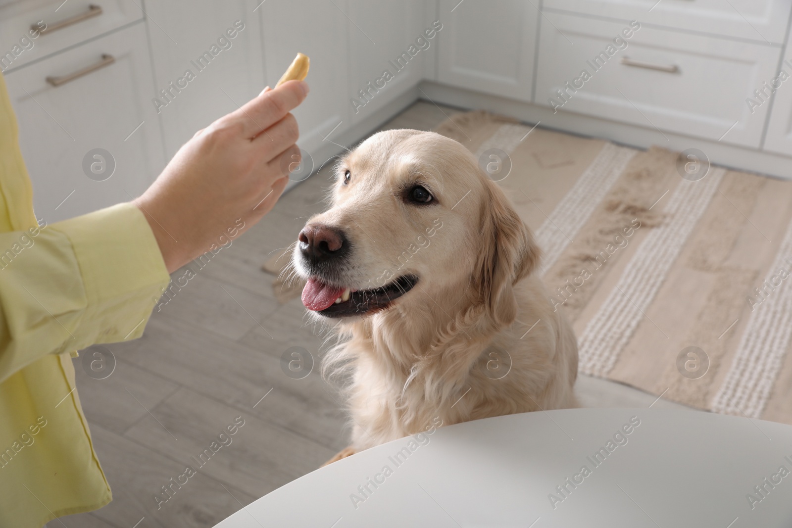 Photo of Owner giving dog biscuit to cute Golden Retriever in kitchen, closeup