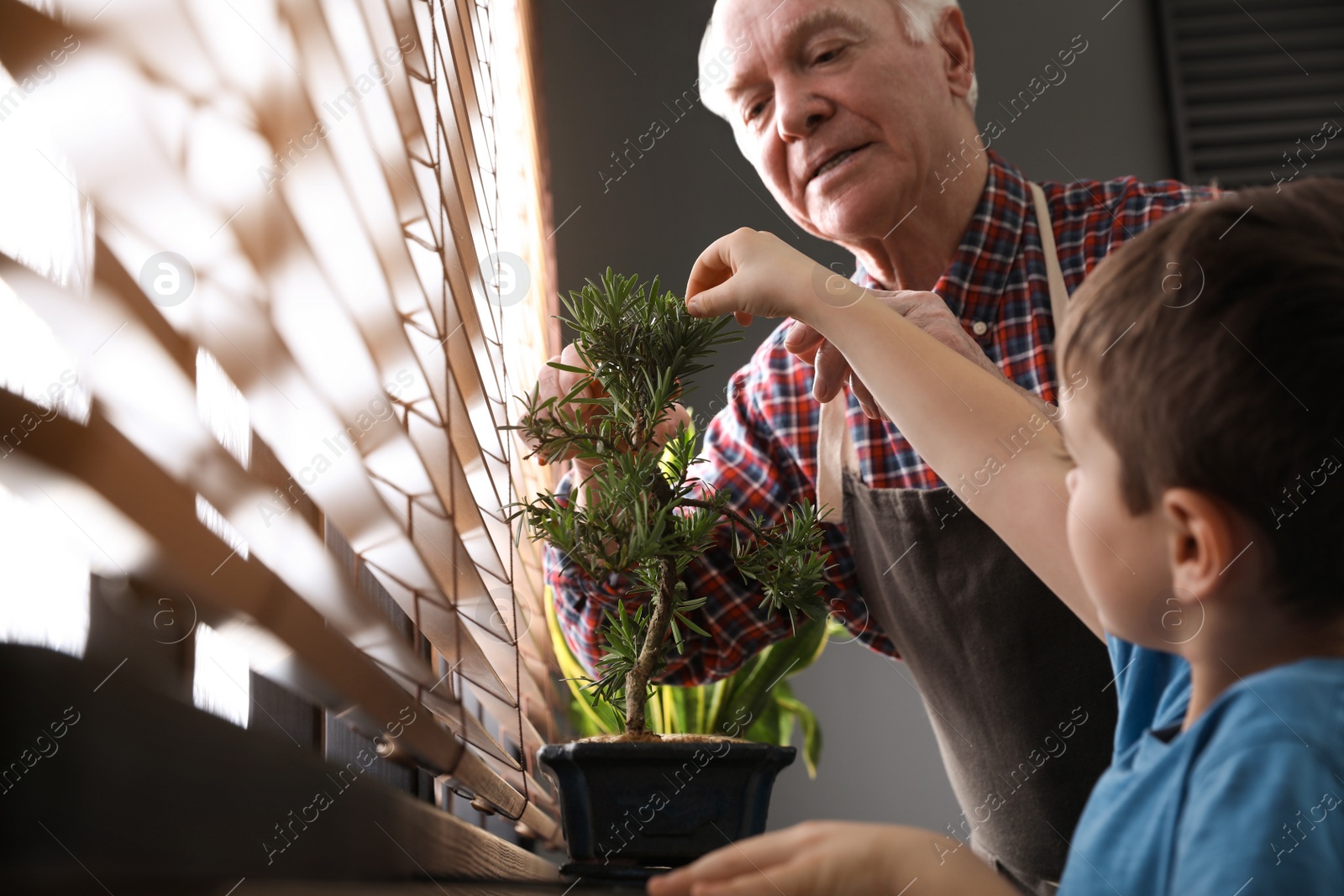 Photo of Senior man with little grandson taking care of Japanese bonsai plant near window indoors. Creating zen atmosphere at home