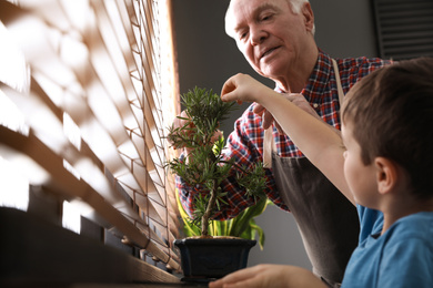 Photo of Senior man with little grandson taking care of Japanese bonsai plant near window indoors. Creating zen atmosphere at home