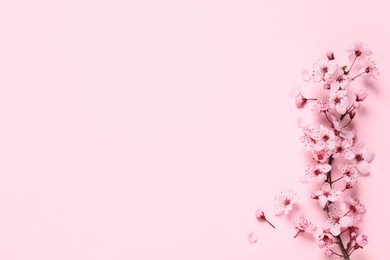 Photo of Cherry tree branch with beautiful blossoms on pink background, flat lay. Space for text