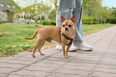 Photo of Owner walking with her chihuahua dog in park, closeup