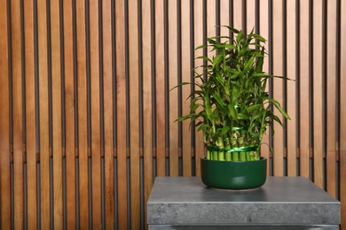 Photo of Pot with green bamboo on table against wooden background. Space for text