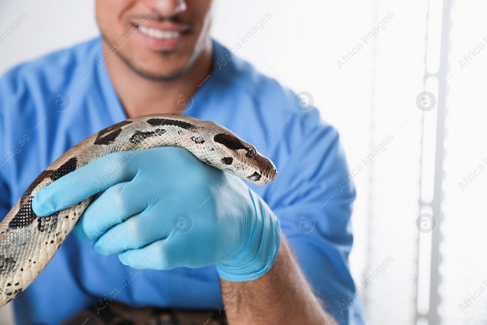 Photo of Male veterinarian examining boa constrictor in clinic, closeup