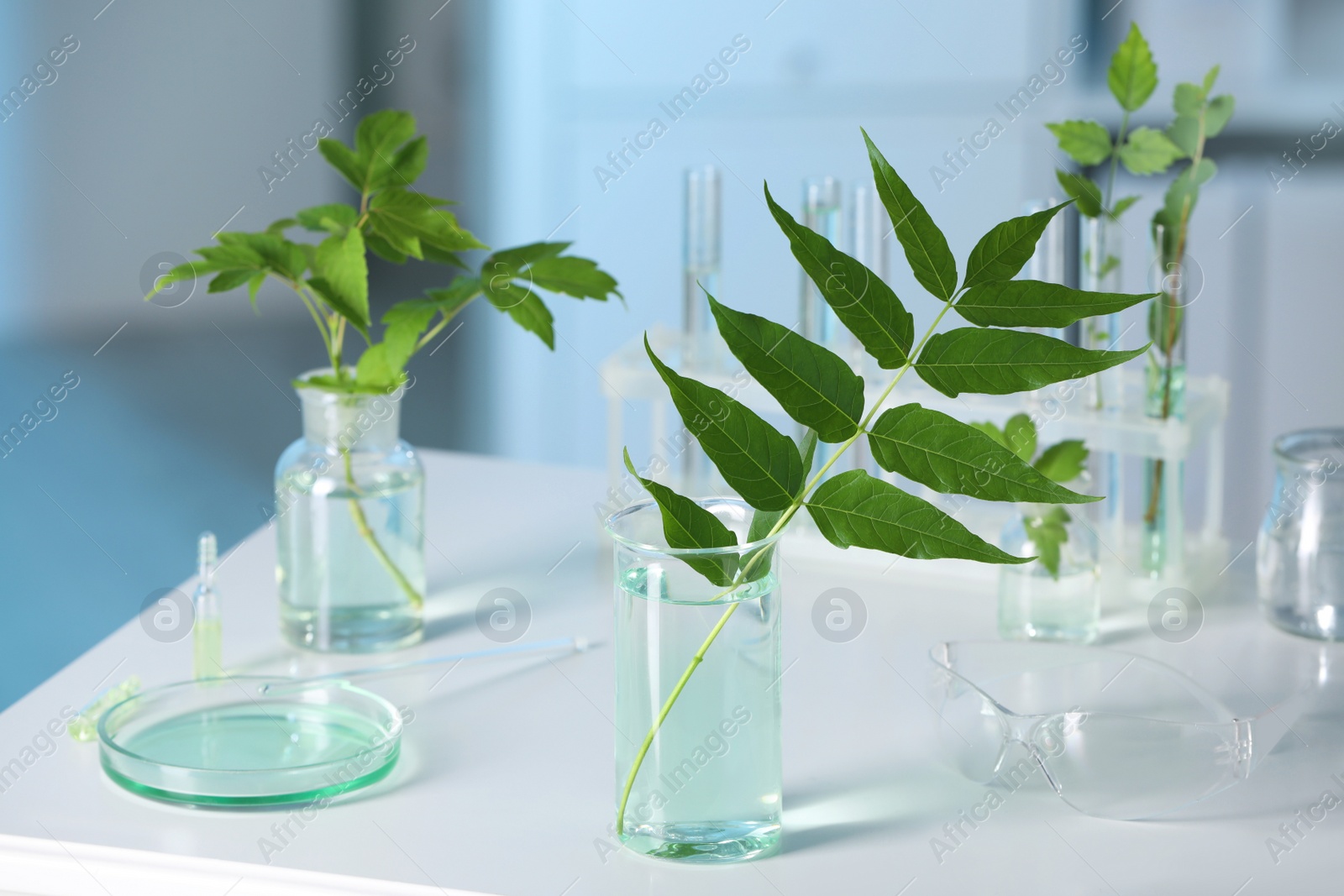 Photo of Laboratory glassware with plants on white table