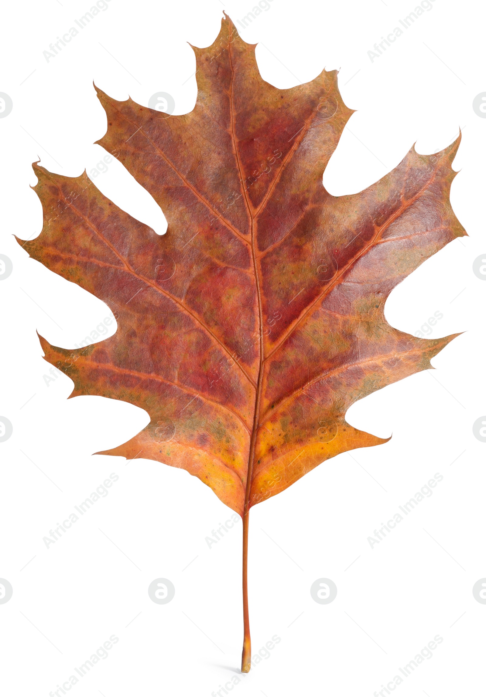 Photo of Autumn season. Oak leaf isolated on white