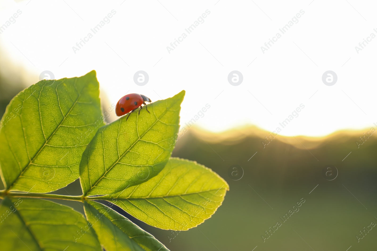 Photo of Ladybug on tree branch with young fresh green leaves outdoors. Spring season