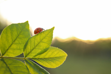 Photo of Ladybug on tree branch with young fresh green leaves outdoors. Spring season