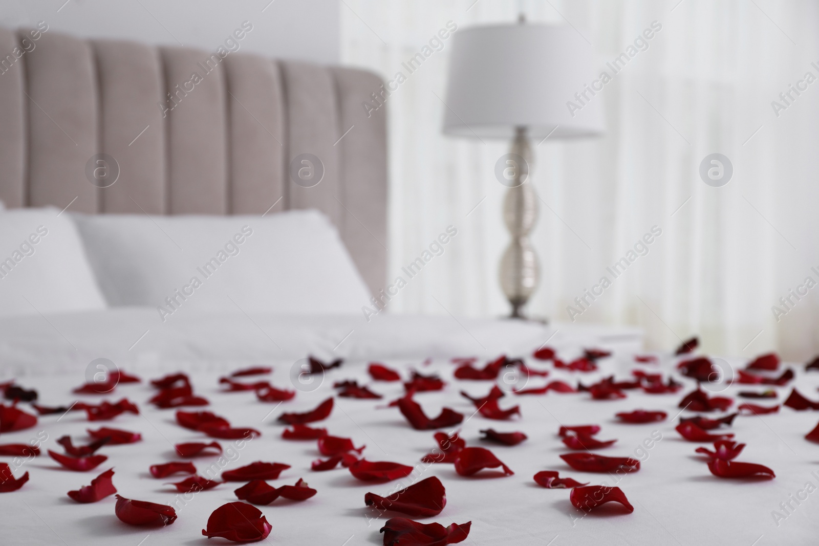 Beautiful red rose petals on bed in room Photo of Beautiful red rose petals on bed in room