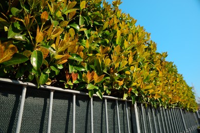Photo of Metal fence and beautiful bushes with colorful leaves outdoors on sunny day, low angle view