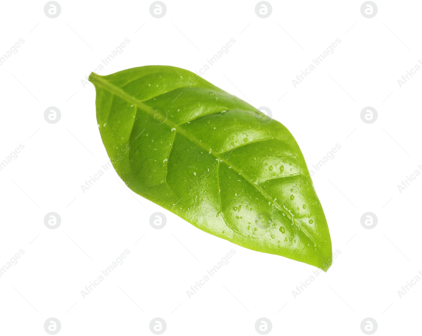 Photo of Fresh green coffee leaf with water drops isolated on white