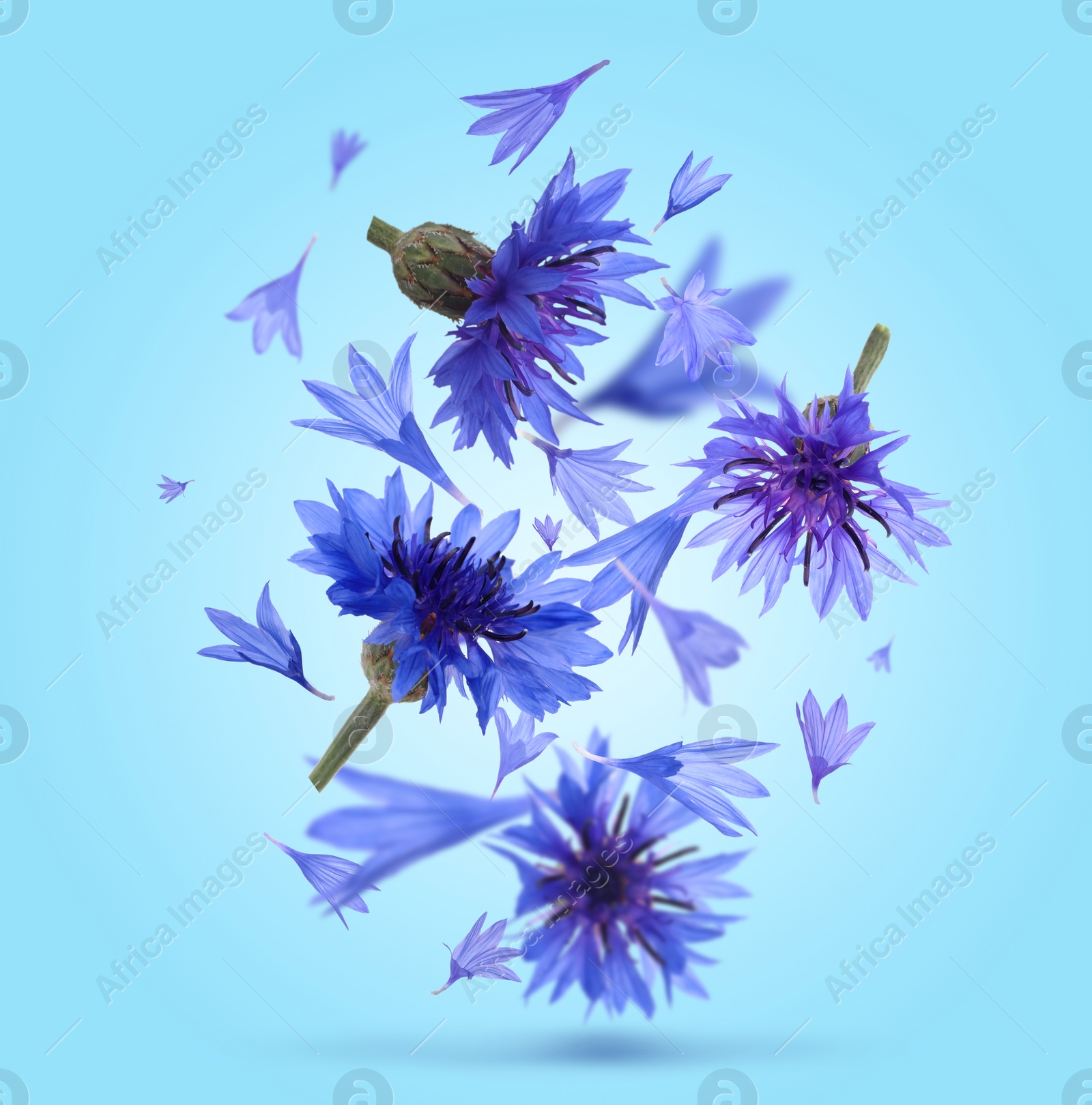 Image of Bright cornflowers in air on light blue background