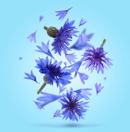 Image of Bright cornflowers in air on light blue background