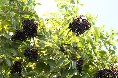 Photo of Tasty elderberries (Sambucus) growing on bush outdoors