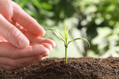 Woman protecting young green seedling in soil against blurred background, closeup