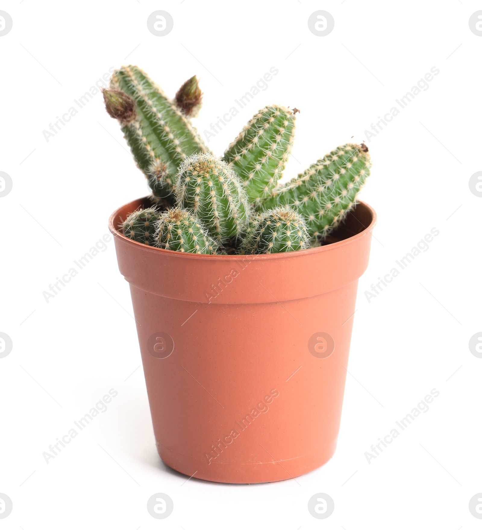 Photo of Succulent plant in flowerpot isolated on white. Home decor