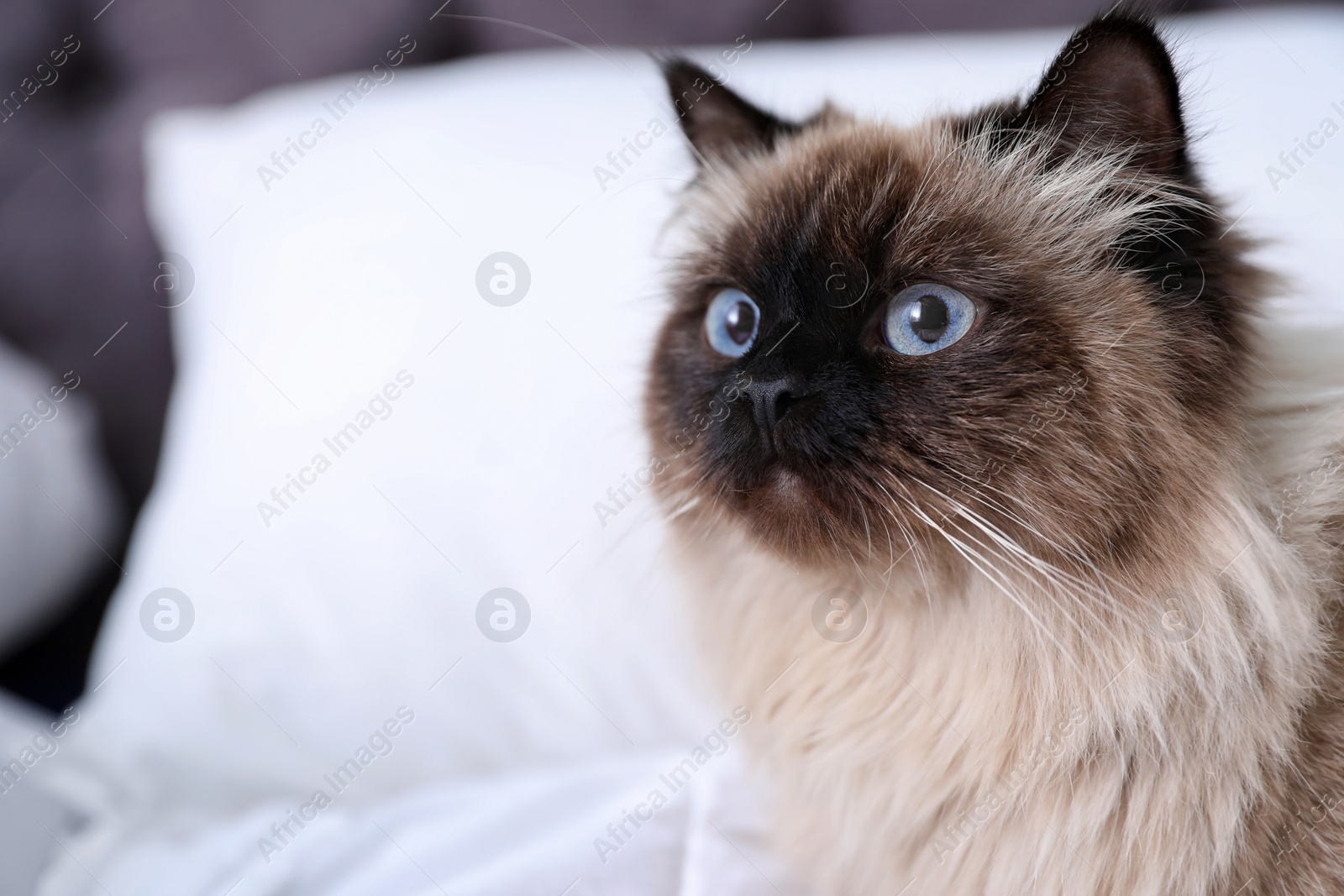 Photo of Cute Balinese cat at home, space for text. Fluffy pet