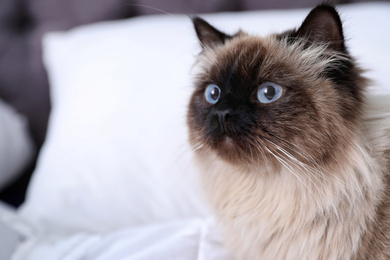 Cute Balinese cat at home, space for text. Fluffy pet