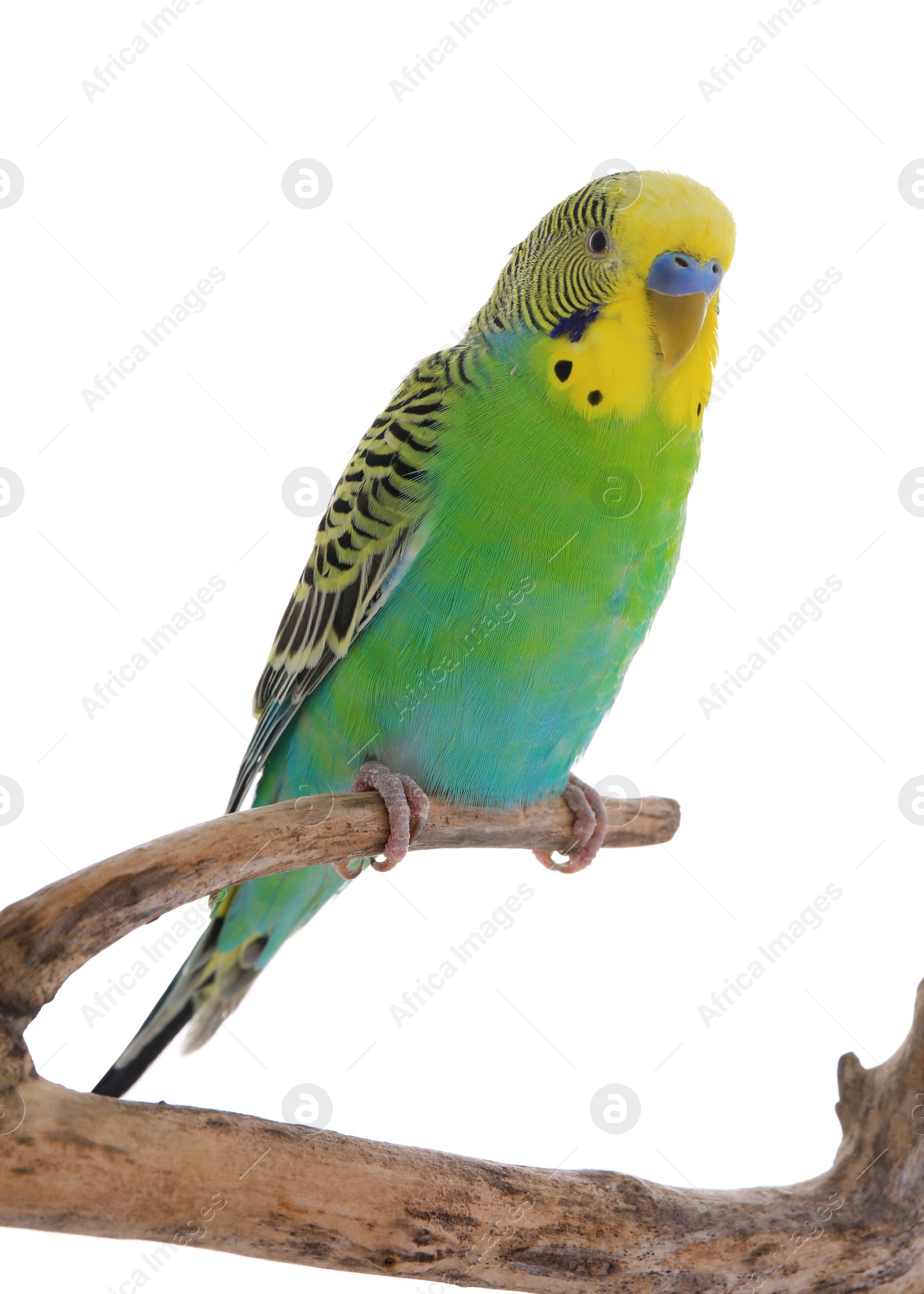 Photo of Beautiful parrot perched on branch against white background. Exotic pet