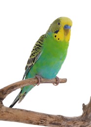 Beautiful parrot perched on branch against white background. Exotic pet