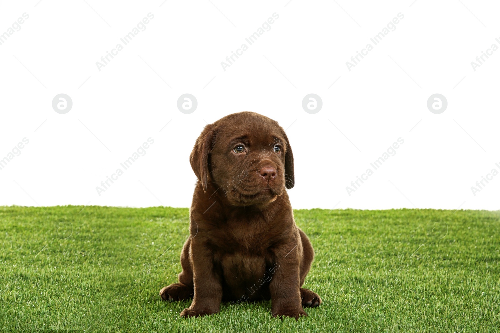 Photo of Chocolate Labrador Retriever puppy on green grass against white background