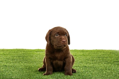 Chocolate Labrador Retriever puppy on green grass against white background