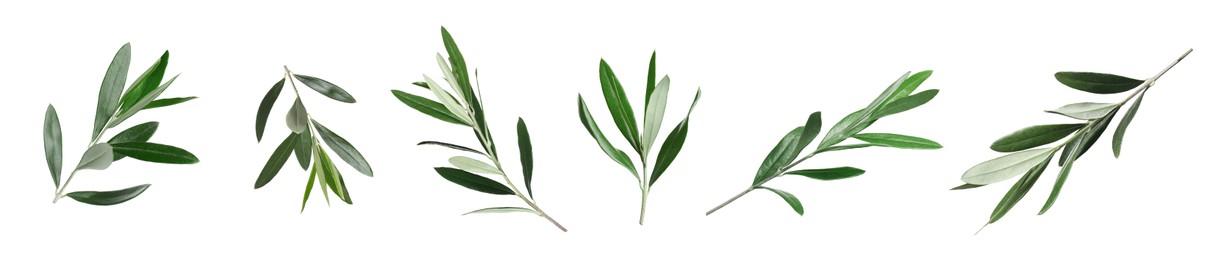 Set of olive twigs with fresh green leaves on white background. Banner design