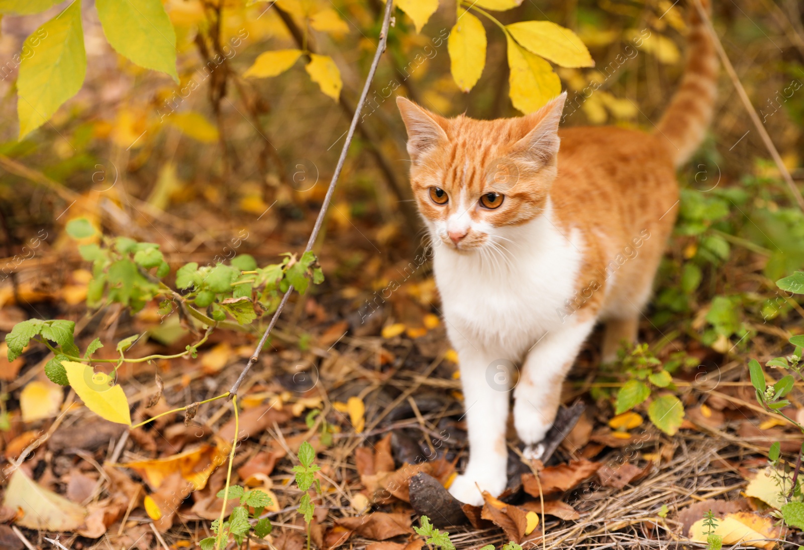 Photo of Adorable cat near bush with lush leaves in autumn park