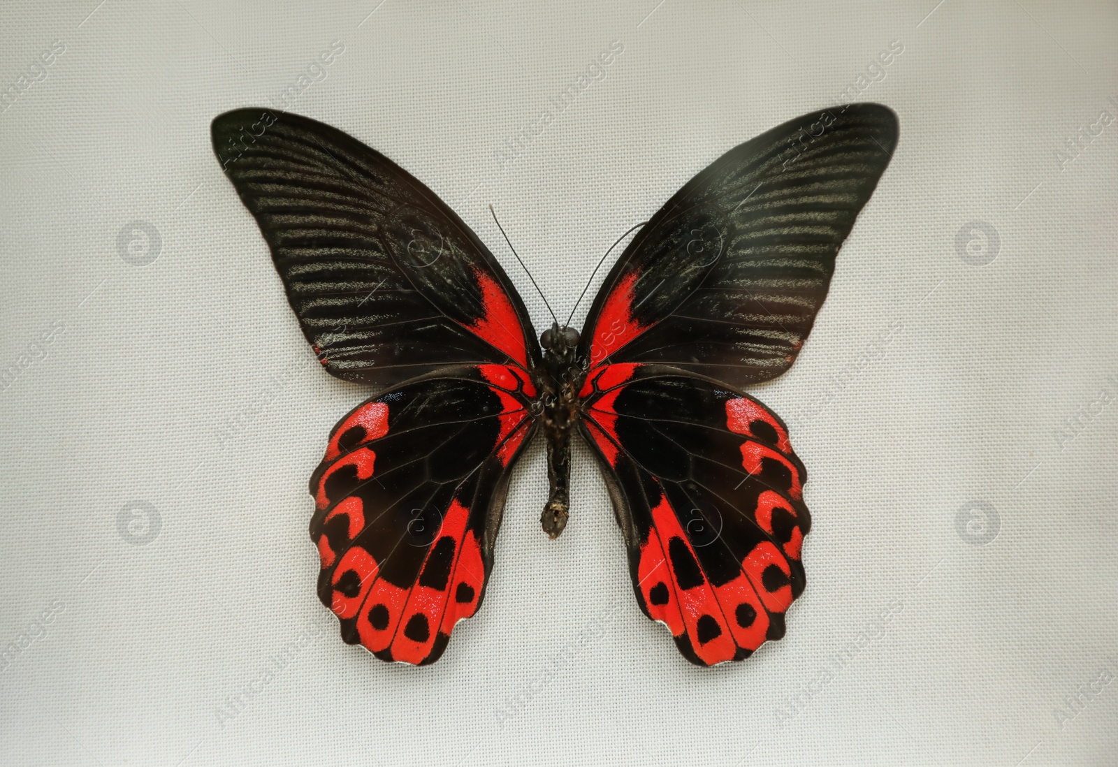 Photo of Beautiful Papilio rumanzovia butterfly on white background