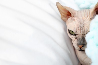 Photo of Cute Sphynx cat at home, closeup with space for text. Lovely pet