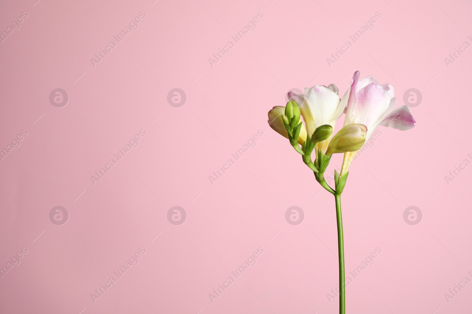 Photo of Beautiful tender freesia flower on pink background. Space for text