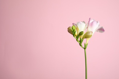 Photo of Beautiful tender freesia flower on pink background. Space for text