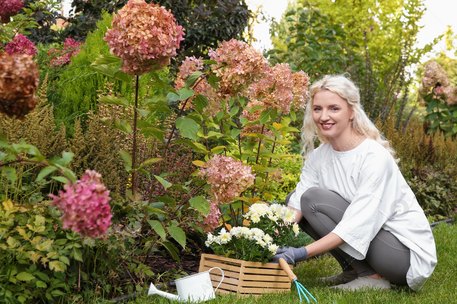 Photo of Transplanting. Woman with chrysanthemum flowers and tools in garden