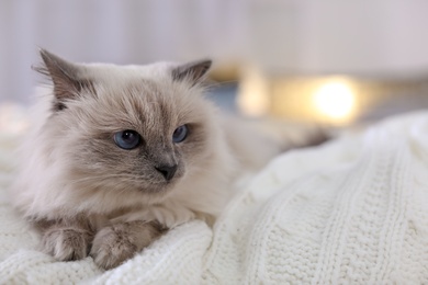 Photo of Cute cat lying on knitted blanket at home. Warm and cozy winter