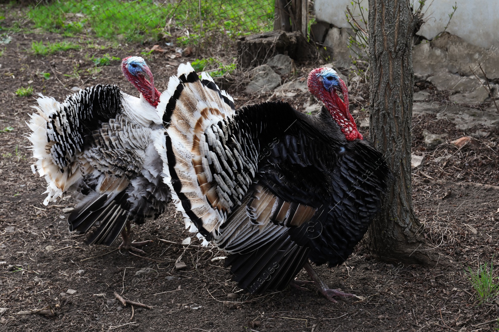 Photo of Beautiful free range turkeys walking in farmyard