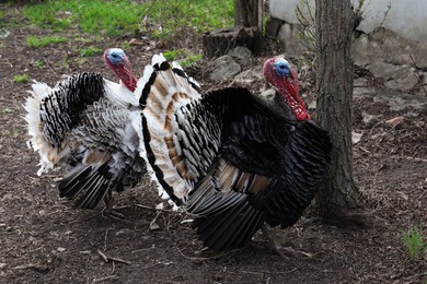 Photo of Beautiful free range turkeys walking in farmyard