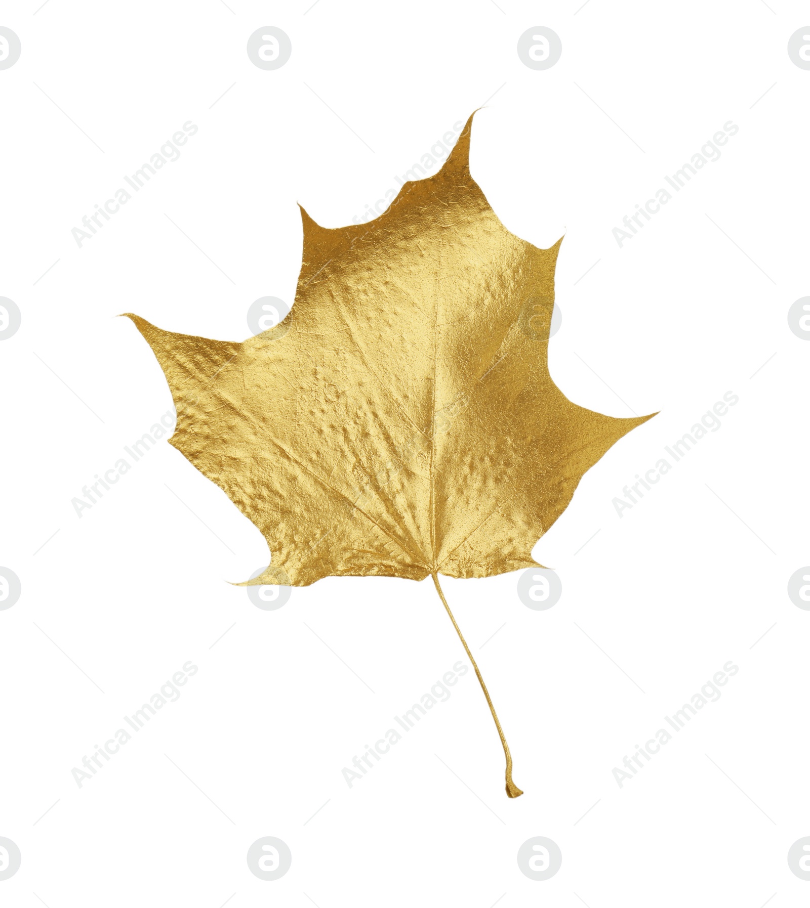 Photo of One golden maple leaf isolated on white. Autumn season