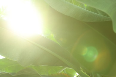 Banana tree with green leaves growing outdoors, closeup