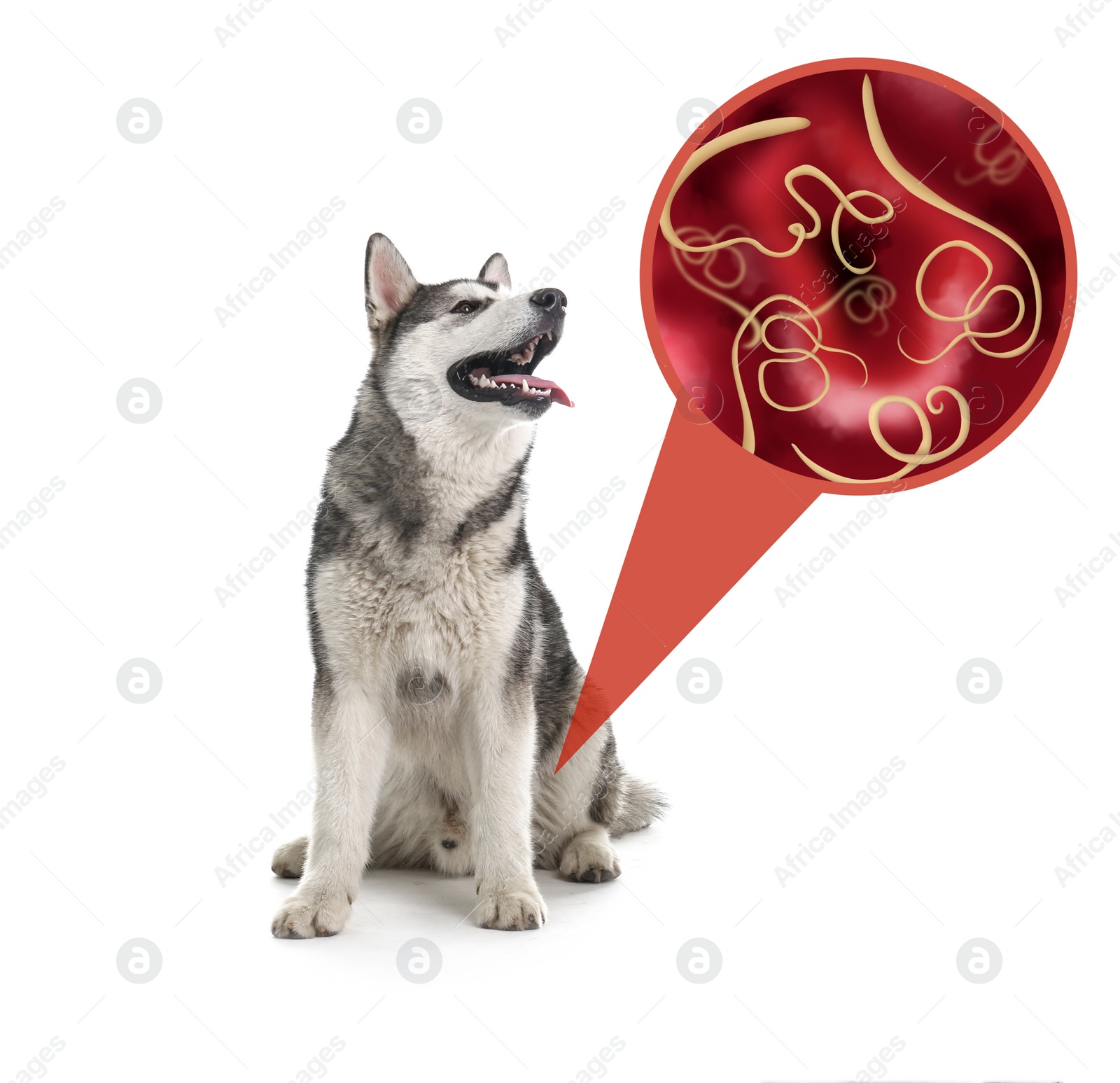 Image of Cute dog and illustration of helminths under microscope on white background. Parasites in animal