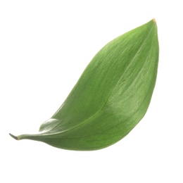 Fresh green Ruscus leaf on white background