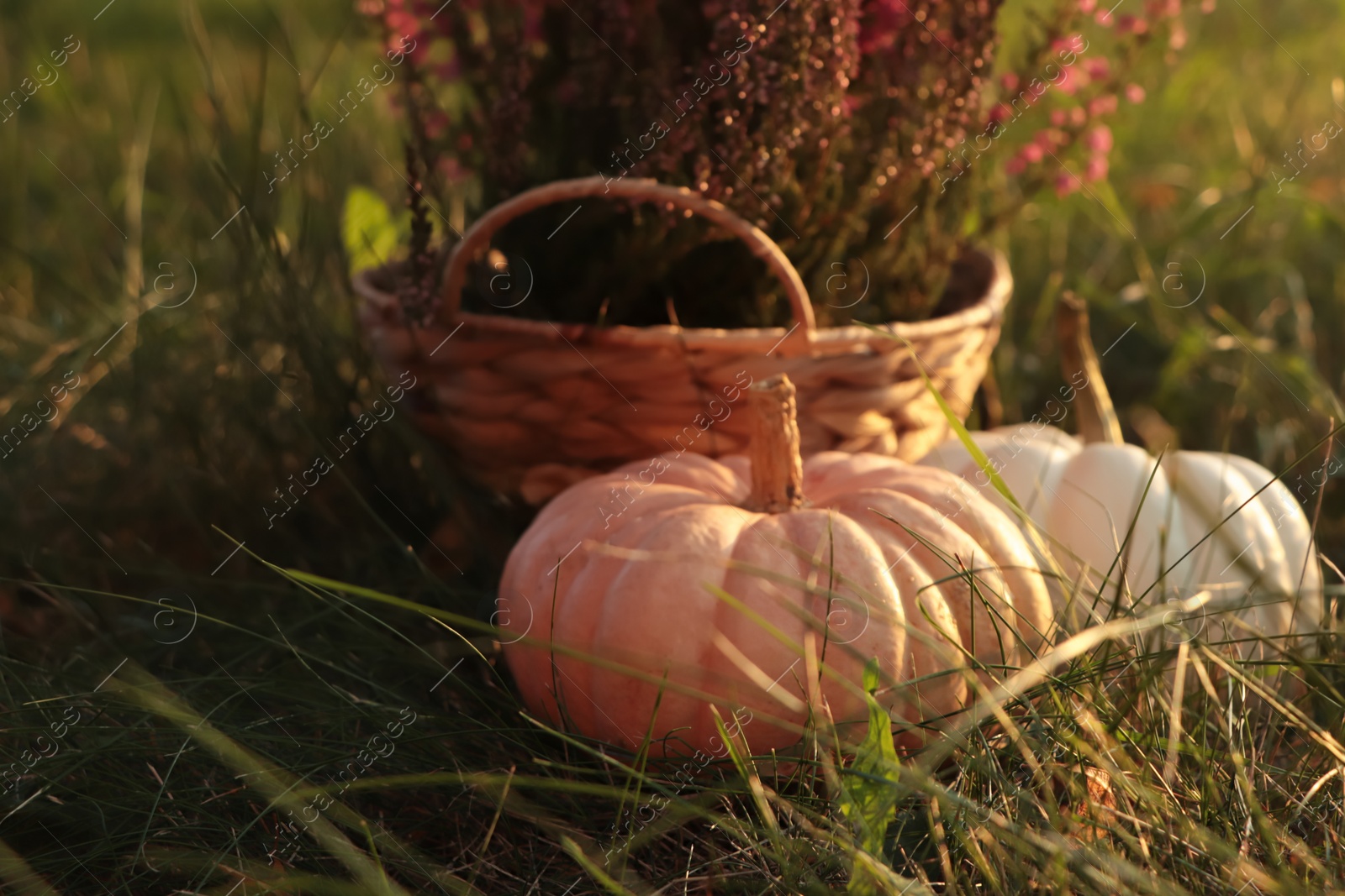 Photo of Wicker basket with beautiful heather flowers and pumpkins on green grass outdoors