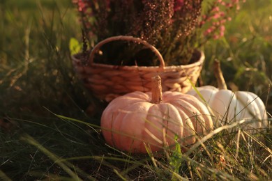 Photo of Wicker basket with beautiful heather flowers and pumpkins on green grass outdoors