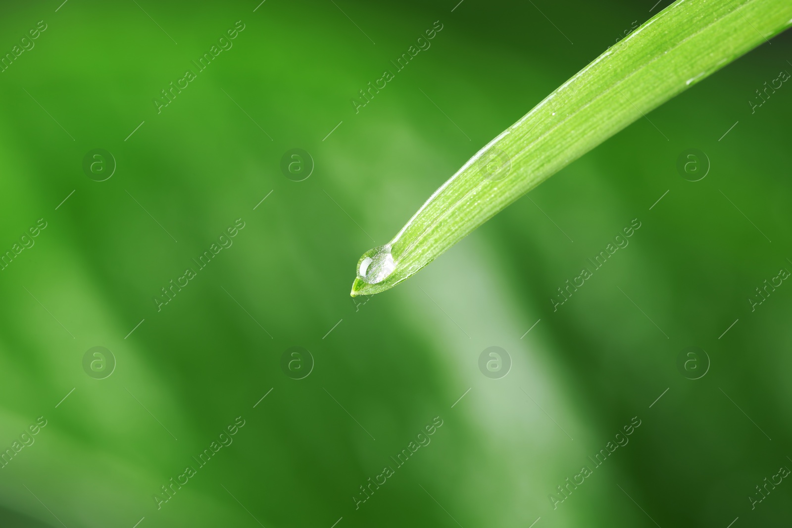 Photo of Water drop on green leaf against blurred background