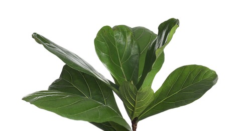 Fiddle Fig or Ficus Lyrata plant with green leaves on white background, closeup