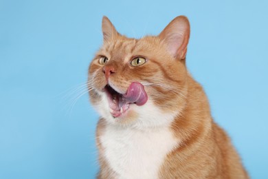 Photo of Cute cat licking itself on light blue background