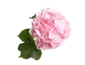 Photo of Branch of hortensia plant with delicate flowers on white background