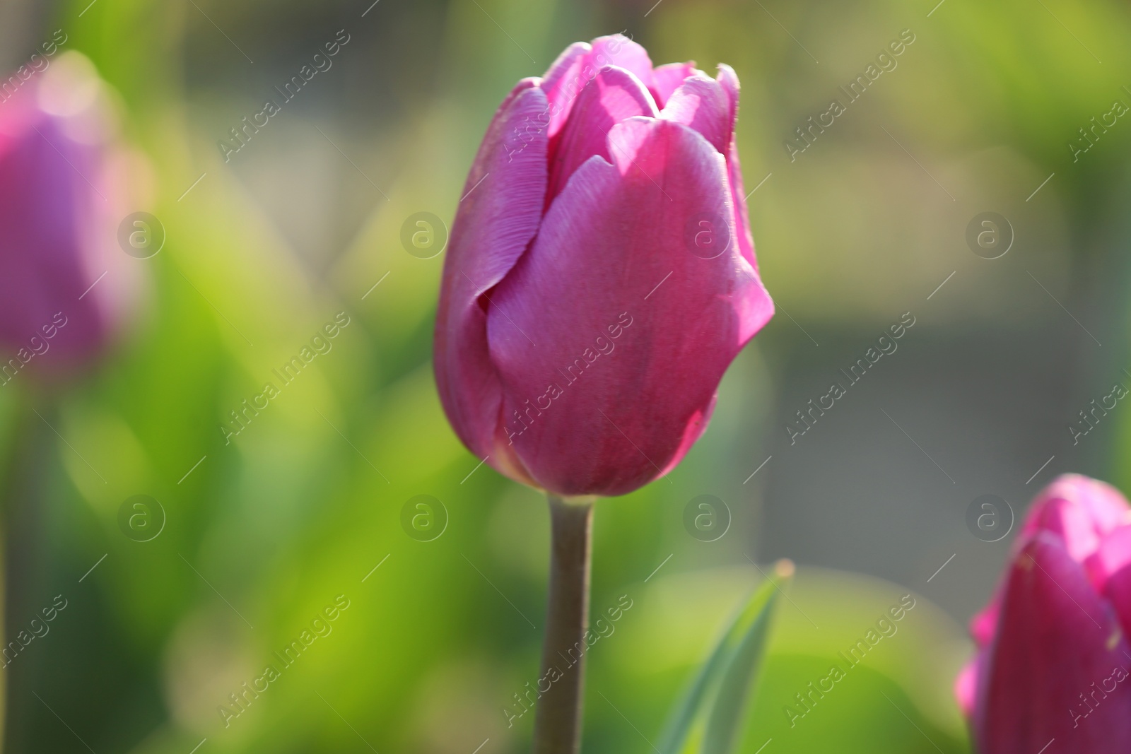 Photo of Fresh beautiful tulip in field, selective focus. Blooming flower